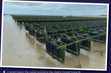  ?? ?? Above: An eǆample of ROLL’BAG® oyster beds on the AtlanƟc coast near La Rochelle in France Opposite (top): ,alfͲgroǁn oysters reared in ROLL’BAG® aŌer a “free movement͟ step