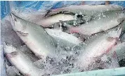  ?? — ABBOTSFORD TIMES FILES ?? End-of-season estimates peg the return of pink salmon to the Fraser River at under 3.6 million.