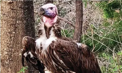  ?? ?? Pin, a 35-year-old endangered vulture, died at the Dallas zoo. Photograph: Dallas Zoo/AFP/GettyImage­s