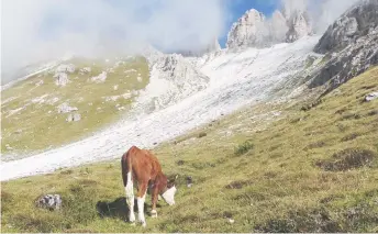  ?? — Photos for The Washington Post by Elizabeth Landau. ?? A cow grazes in Tre Cime Natural Park. Cowbells echo through the valleys, prompting a shout of ‘more cowbell!’ from a hiker.