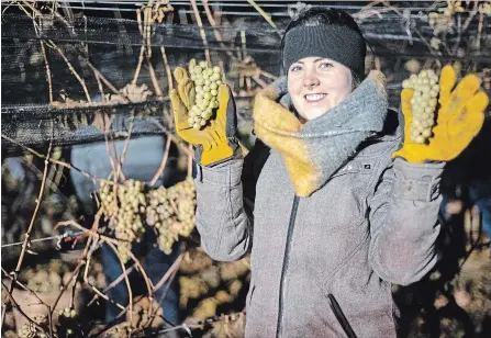  ?? MATTHEW AUBIN NIAGARA COLLEGE ?? Kayleigh Andrews, a winery and viticultur­e technician student at Niagara College, displays the results of the grape harvest as Niagara’s icewine season began early Thursday morning.