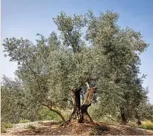  ?? ?? Innoliva cuenta con 8.000 hectáreas de olivar en España y Portugal.