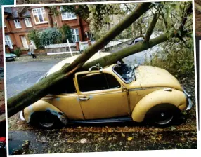  ??  ?? Crushed Beetle: A Volkswagen takes the full force of a fallen tree