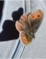  ??  ?? Das Birkental ist auch ein Paradies für Schmetterl­inge – wie diesen Mohrenfalt­er. – Zum Glück konnte sich Redakteur Bert hold Veh an einigen Stellen an einer Kette halten.