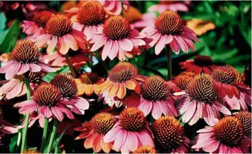  ??  ?? sombrero hot coral echinacea can grow in both cool and warm climates and will attract a wide variety of butterflie­s.