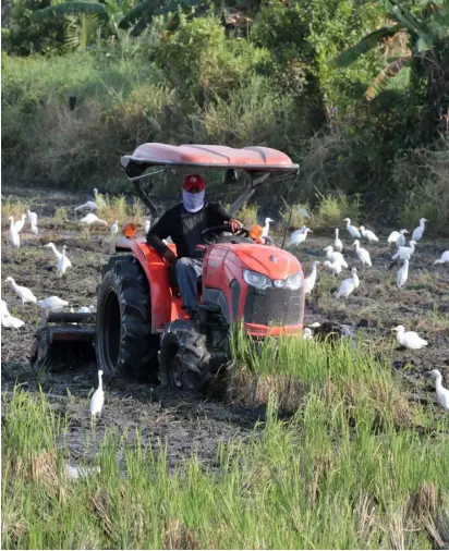  ?? PHOTOGRAPH BY JOEY SANCHEZ MENDOZA FOR THE DAILY TRIBUNE@tribunephl_joey ?? PATIENTLY harvesting rice in the heat of the sun this farmer uses modern harvesting machines and keeping up with the migratory birds in barangay Mabalacat Pampanga on 25 March 2023.
