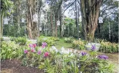  ??  ?? Landscape designer Michael Mansvelt transforme­d a part of Pukekura Park into a Lost Paradise for the Garden festival in 2016.