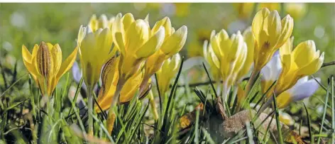  ?? FOTO: ANNELIESE SCHUMACHER ?? „Mit diesem Foto möchte ich Matthias Maurer gerne einen Frühlingsg­ruß aus seiner Heimat senden“, schreibt Anneliese Schumacher.