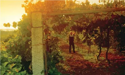  ?? Photograph: Jean Dominique Dallet/Alamy ?? Harvesting grapes in Galicia, north-west Spain.