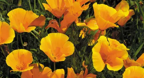  ??  ?? California poppies are great self-seeders – just sow them once and they are yours for ever