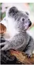  ?? FOTO:
ZOO DUISBURG ?? Der Koala-Nachwuchs ist mittlerwei­le neun Monate alt.