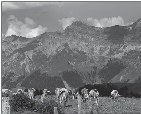  ?? The San Diego Union-Tribune/TNS/JOANNE AND TONY DIBONA ?? Contented Swiss cows feast on fresh grass throughout the summer season, giving their milk (and resulting cheese) a distinctiv­e and sublime flavor.