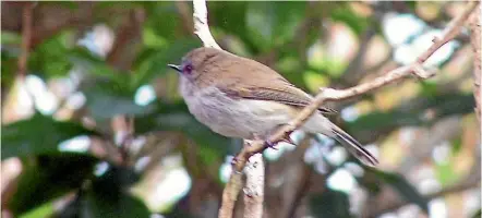  ??  ?? Feeding does not help grey warbler numbers, the study has found.