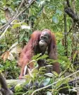  ?? Foto: BOS Foundation, dpa ?? Ben ist ein Orang-Utan, der jetzt im Regenwald lebt.