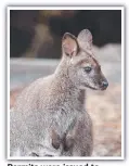  ??  ?? Permits were issued to shoot thousands of Bennetts wallabies.