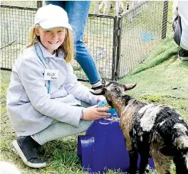  ?? ?? Local Ailish Furphy is loving feeding the kid goat.