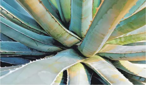  ?? FOTO: PATRICK PLEUL/DPA ?? Nicht nur schön anzusehen: Aloe vera gilt in vielen Kulturen als Heilpflanz­e.