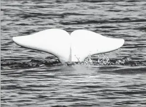  ?? CP FILE PHOTO ?? A beluga whale shows his tail in the St. Lawrence River near Tadoussac, Que., in 2006.