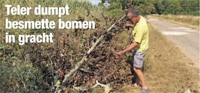  ?? FOTO'S JOZEF CROUGHS ?? Volgens perenteler Theo Billen is het strafbaar om zo maar geïnfectee­rde bomen te dumpen.