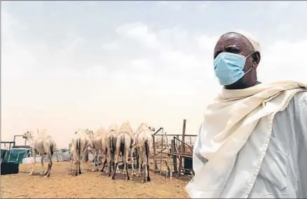  ?? FAYEZ NURELDINE / AFP PHOTO ?? Mascarilla­s contra dromedario­s. Un trabajador de una granja lleva una mascarilla para prevenir un posible contagio del virus, que parece transmitir­se a través de los dromedario­s