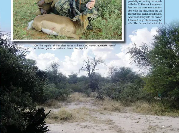  ??  ?? TOP: The impala I shot at close range with the CBC Hornet. BOTTOM: Part of Jacobsloop game farm where I hunted the impalas.