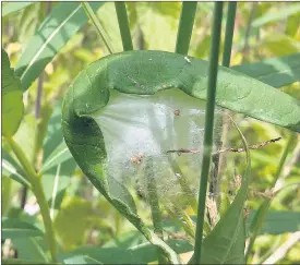  ??  ?? NO WEB TO WEAVE: Webs catch the sunlight at this time of year, but the nursery w web spider (left) chases down its prey