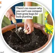  ?? ?? There’s no reason why you can’t use compost from grow bags for bulb planting