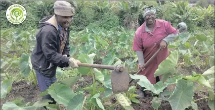  ?? PICTURES: NKULULEKO NENE ?? Dedicated couple Joseph and Beauty Nkosi preparing their garden crop in Kwamashu.