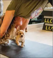  ?? ?? Downward dog meets puppy