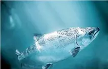  ?? PHOTO: FAIRFAX NZ ?? New Zealand King Salmon has three newly consented farms which are expected to double annual production.