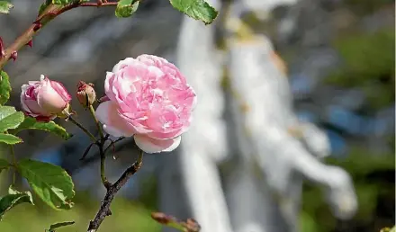  ?? PHOTO: ROSS GIBLIN/ FAIRFAX NZ ?? Rosa indica major is one of the original root stock in the cemetery.