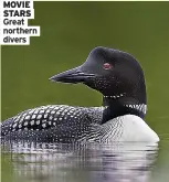  ?? ?? MOVIE STARS Great northern divers