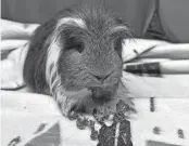  ?? GREENHILL HUMANE SOCIETY ?? hurley is a six-month-old Guinea-pig at Greenhill Humane Society