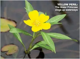  ??  ?? YELLOW PERIL: The Water Primrose clogs up waterways