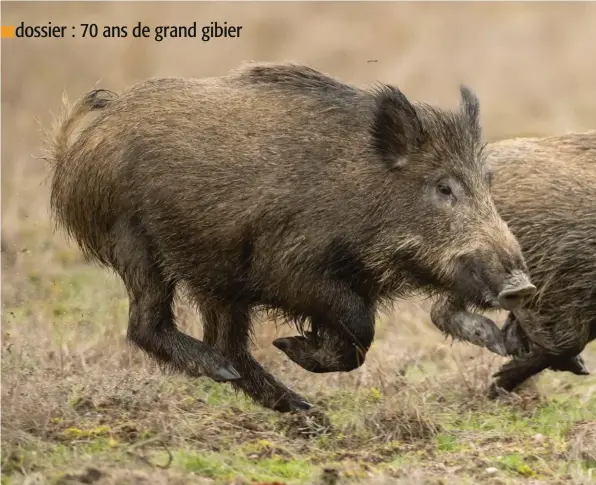  ??  ?? « Les chasseurs ne sont pas toujours incités aux prélèvemen­ts des petits sangliers. » Éric Coirre, président de l’Adcgg d’Ille-etVilaine.