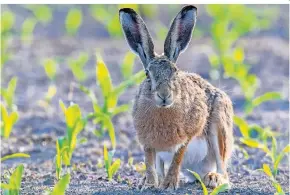  ?? FOTO: DPA ?? Feldhasen haben einen anderen Körperbau als Kaninchen. Ihre Beine und Ohren etwa sind länger.
