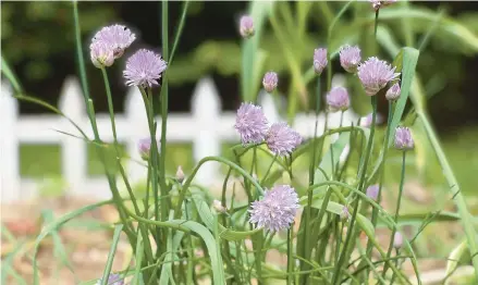  ?? JESSICA DAMIANO/AP PHOTOS ?? Chives grow in a raised bed May 24. The plants repel aphids, protecting lettuce and roses from infestatio­n.