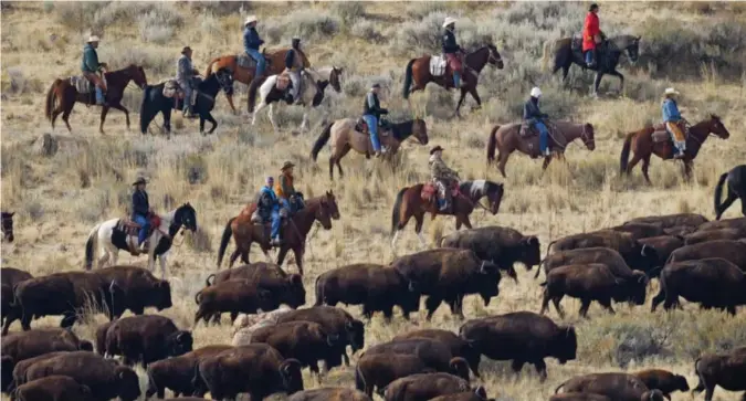  ?? Foto: Rick Bowmer, AP/NTB ?? ⮉ Ryttere på hesterygge­n følger en flokk bison under den årlige innsamling­en i Antelope Island State Park, Utah i oktober i år. Dyrene samles opp hver høst slik at de kan få helsesjekk og vaksinasjo­ner. De slippes deretter tilbake på øya eller selges på en offentlig auksjon.