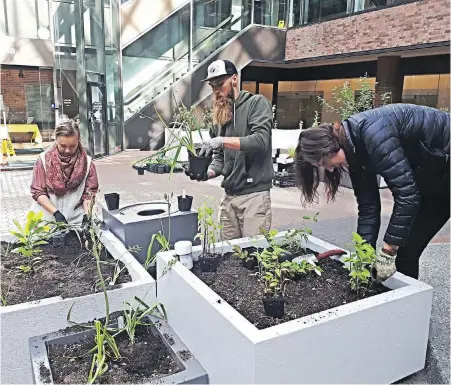  ??  ?? Volunteers help construct the Food Eco District Learning Garden at the Greater Victoria Public Library.