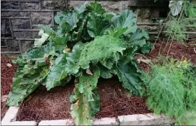  ?? Special to the News-Times ?? Above: Rhubarb struggles in Arkansas summers.