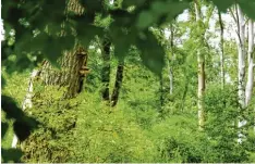  ??  ?? Sollte der Flutpolder tatsächlic­h kommen, wird sich der Auwald bei Leipheim verän dern, gibt Ralph Neumeier vom Wasserwirt­schaftsamt zu. Jährliche Probeflutu­ngen werde es aber nicht geben.