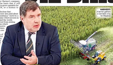  ??  ?? HARVEST: A farmer gathers a cannabis crop for Wayland ADVISER: Professor Mike Barnes, whose report has led to a change in the law on supplying and prescribin­g cannabis