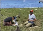  ?? L. YOUNG — PACIFIC RIM CONSERVATI­ON VIA AP ?? Wildlife workers relocate Tristram's storm petrels on Hawaii's Tern Island, on March 29, 2022.