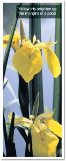  ??  ?? Yellow Iris brighten up the margins of a pond