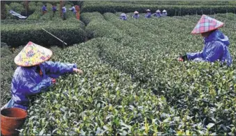  ?? LI ZHONG / FOR CHINA DAILY ?? Farmworker­s pick Longjing tea leaves in Hangzhou, Zhejiang province, on Tuesday, as the massive annual harvest of the renowned Longjing tea begins. The tea is expected to sell for 6,000 yuan ($950) per kilogram.