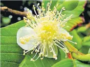  ?? Picture: LANCE SEETO ?? Even the guava flower looks attractive to passing insects.