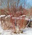  ??  ?? Red and yellow twig dogwood and white birch can add a lot to a seasonal display.