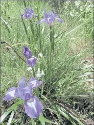  ?? ?? Native plants like Pacific iris can flourish without any irrigation.