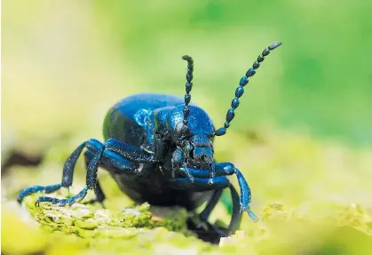  ??  ?? Der Schwarzbla­ue Ölkäfer (Meloe proscaraba­eus) fand lange Zeit in der Volksmediz­in Anwendung. So kam er etwa in potenzstei­gernden Tränken zum Einsatz, jedoch mit fatalen Nebenwirku­ngen.