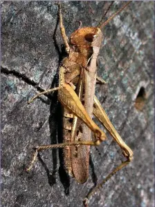  ??  ?? A Common Field Grasshoppe­r sunning itself. While often brown, colours and markings vary greatly.